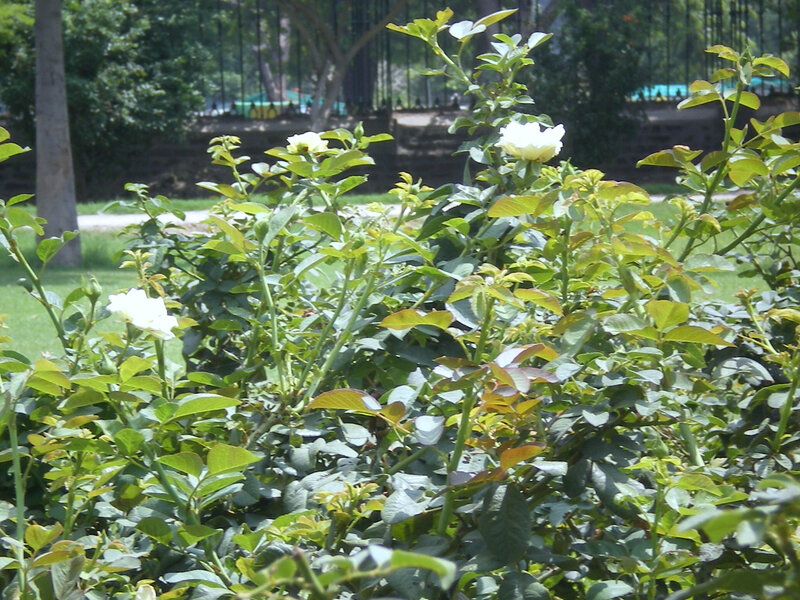 White Roses in Bush