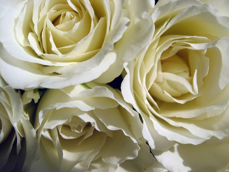White Roses in Close-up