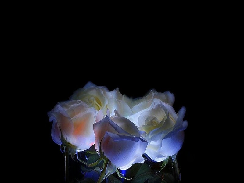 White Roses in Dark — Black