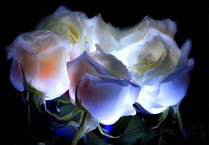 White Roses in Dark