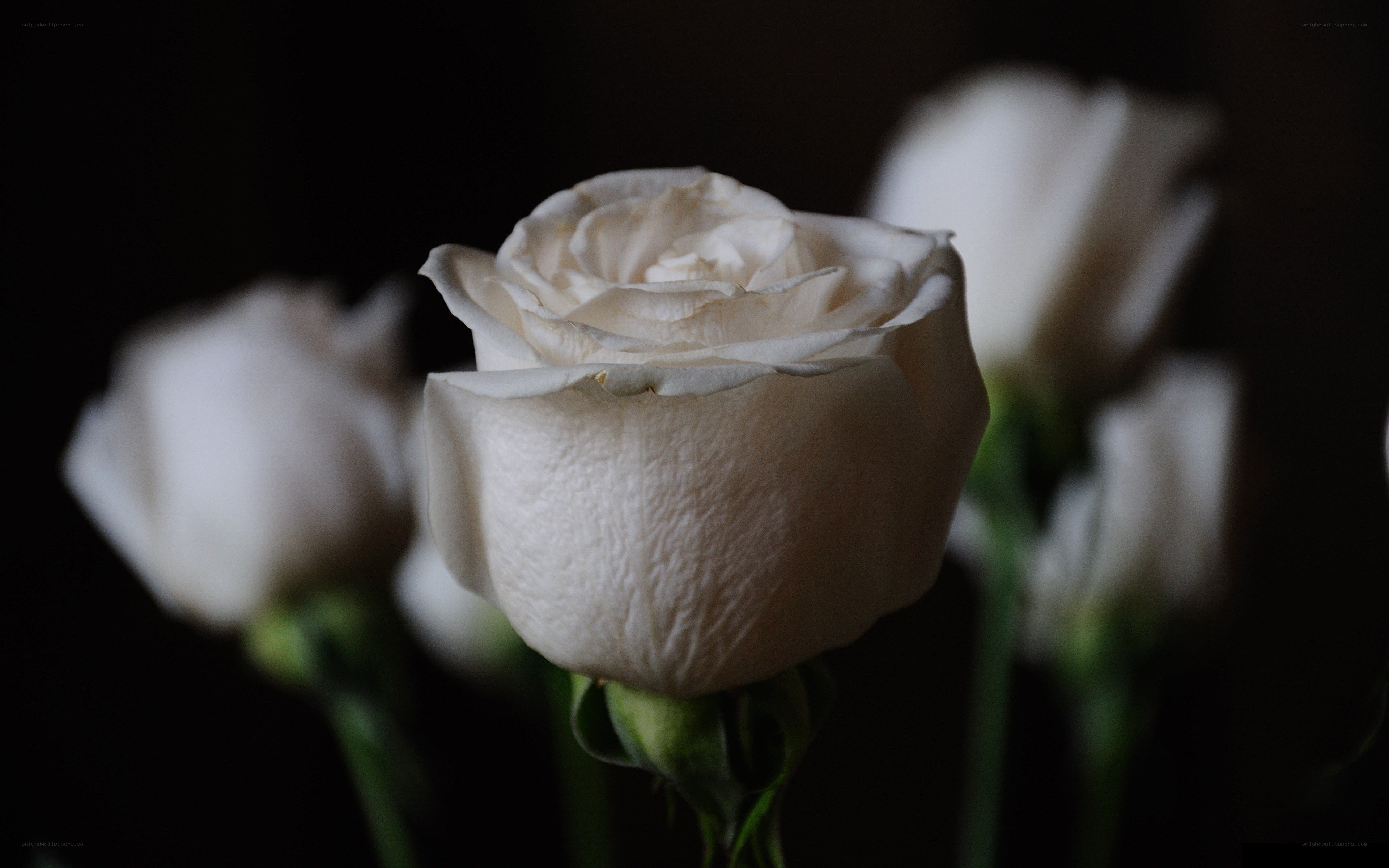 White roses in darkness