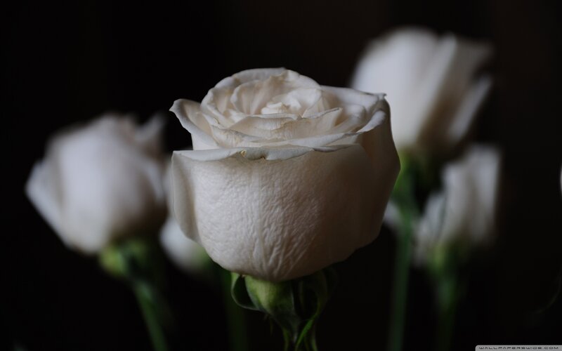 white roses in darkness
