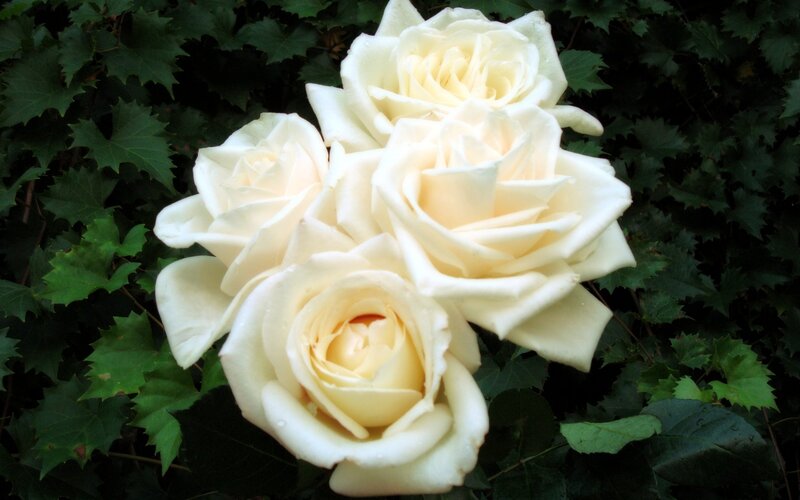 White Roses in Foliage