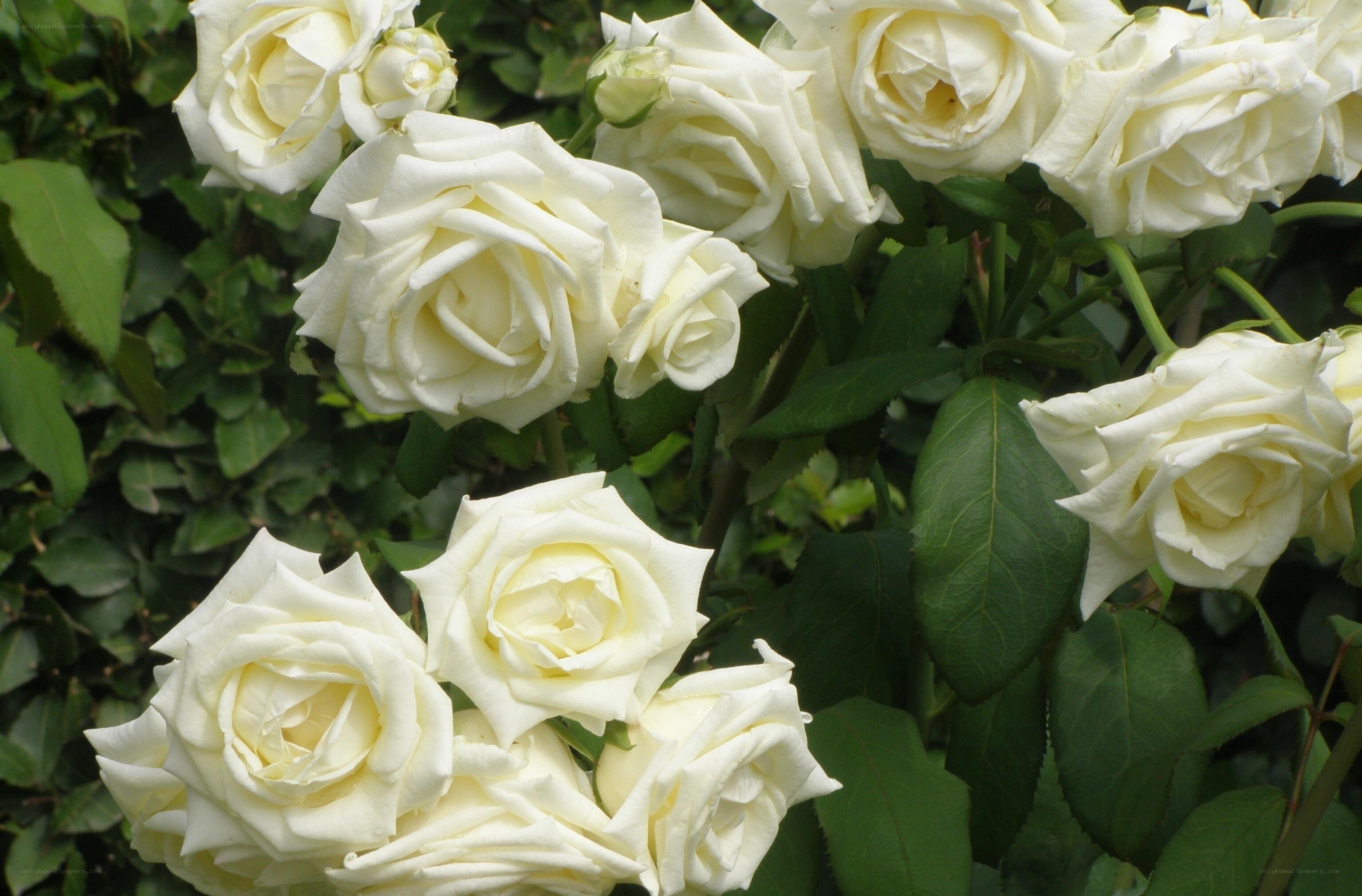 White roses in full bloom