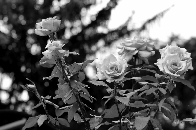 White Roses in Garden — Black