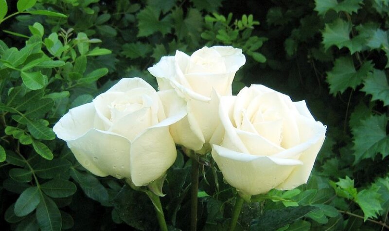 White Roses in Garden — Calm, Afternoon