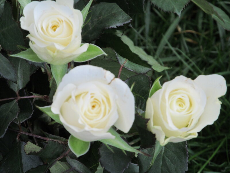 White Roses in Garden — Calm, Photograph