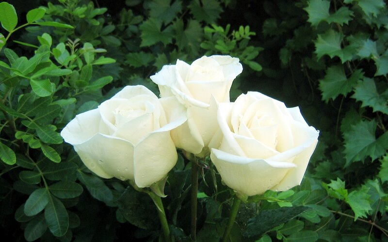 White Roses in Garden — Calm