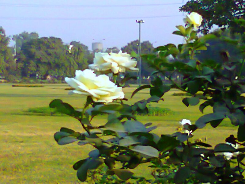 White Roses in Garden — Green, Calm