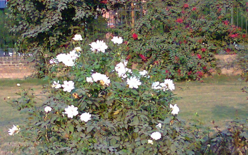 White Roses in Garden — Green