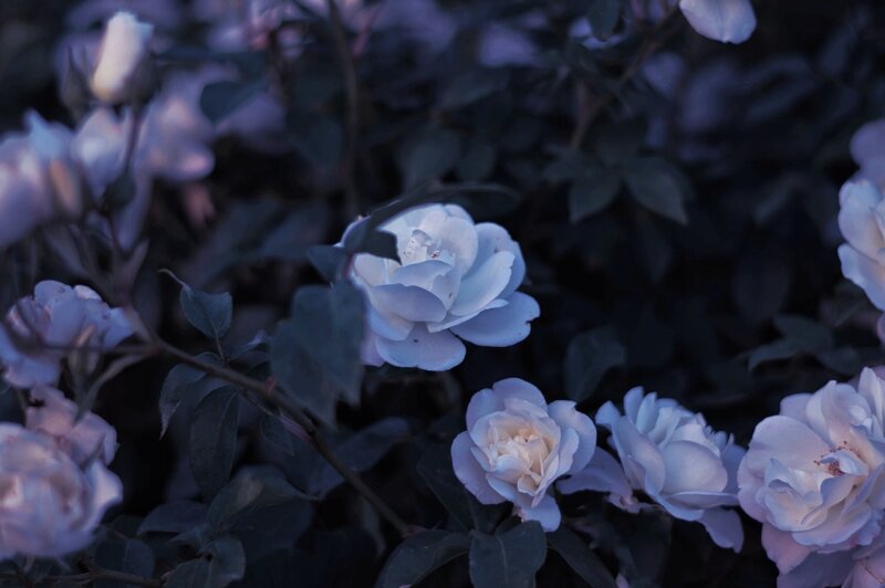 White Roses in Garden — Purple