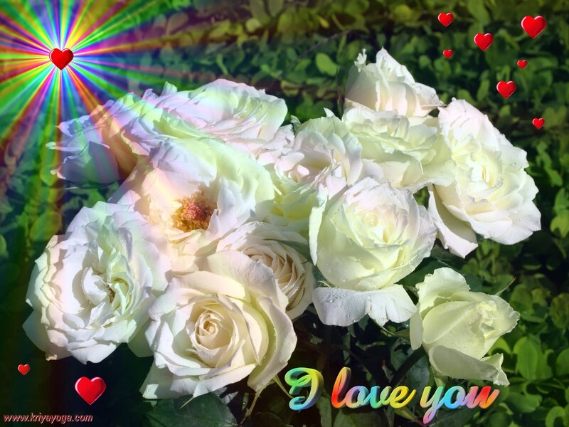 White Roses in Garden — Romantic
