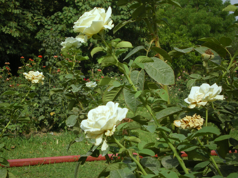 White Roses in Garden — Serene, Afternoon, Photograph, Green Leaves, Red Hose