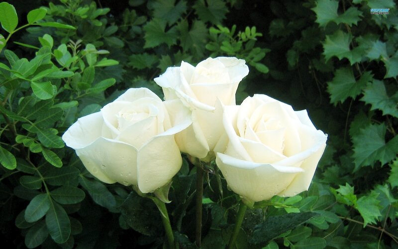 White Roses in Garden — Serene, Afternoon, Photograph, Green Leaves