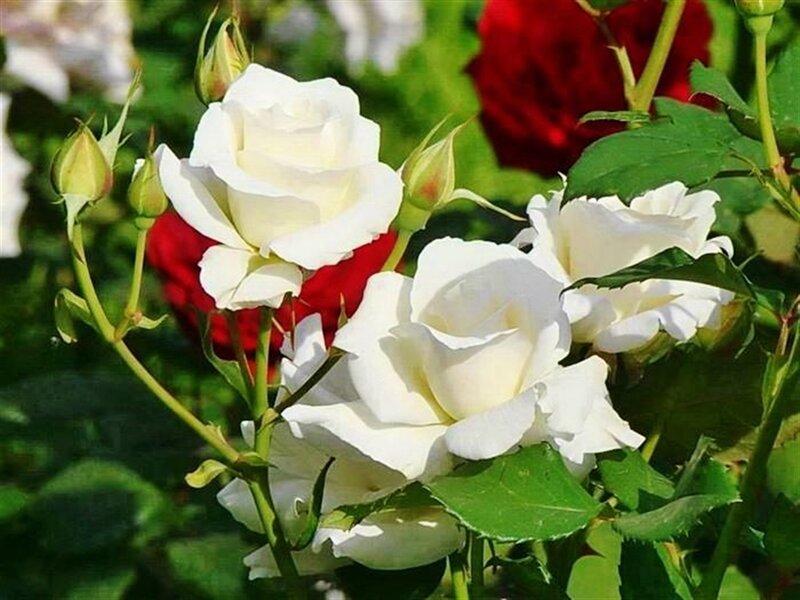 White Roses in Garden — Serene, Afternoon, Photograph, Red Rose