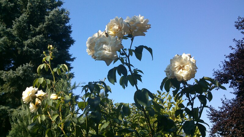 White Roses in Garden — Serene, Afternoon, Photograph, Trees