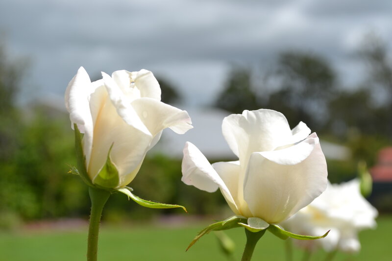 White Roses in Garden — Serene, Afternoon