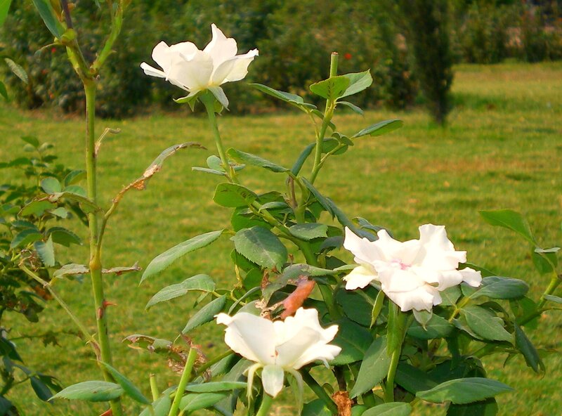 White Roses in Garden — Serene