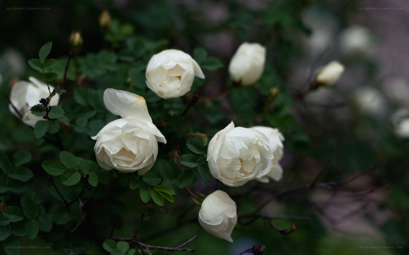White roses in garden