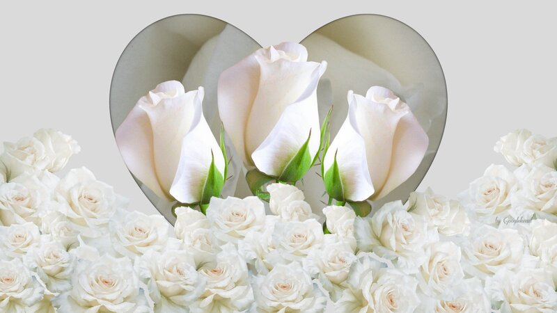 White Roses in Heart Shape — Serene