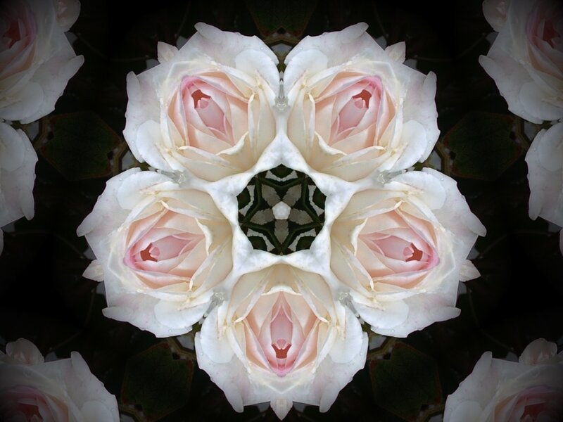 White Roses in Kaleidoscope