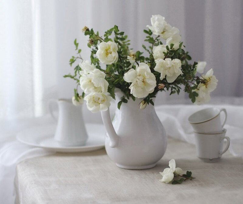 White Roses in Pitcher — Serene, Morning