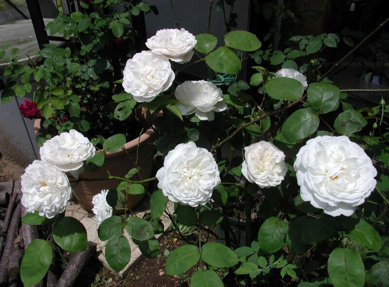 White Roses in Pot