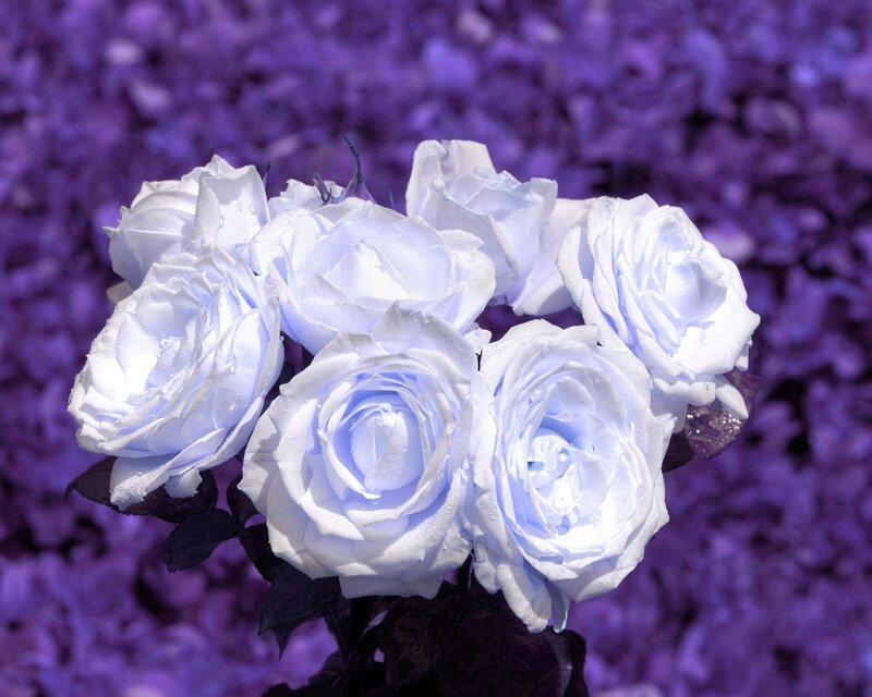 White roses in purple garden
