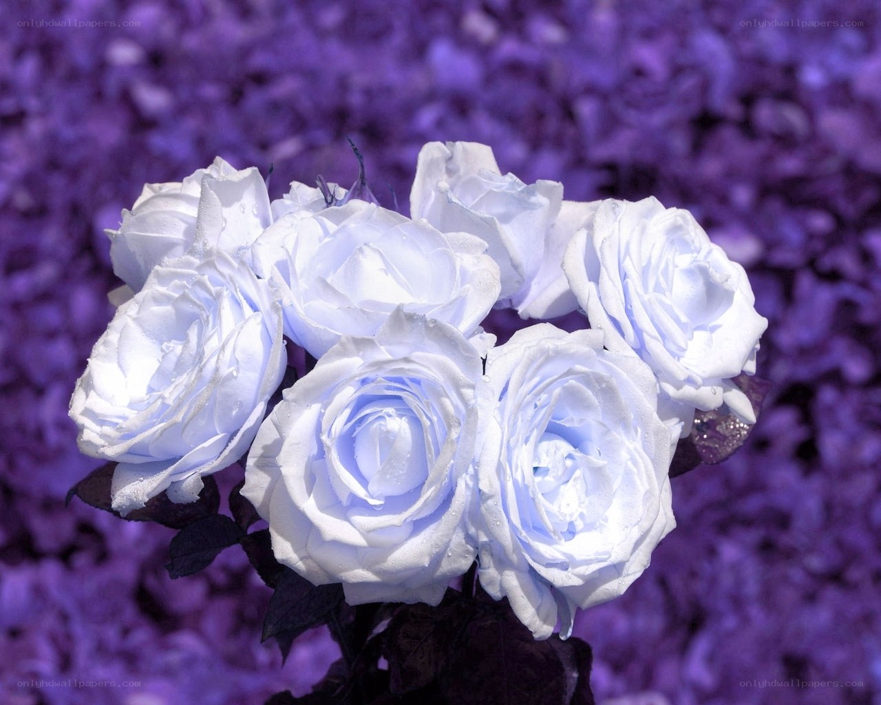 White roses in purple garden