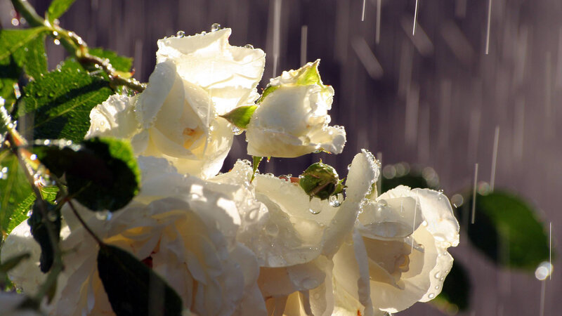 White Roses in Rain — Serene, Morning