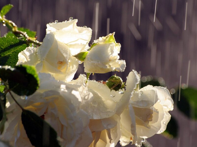 White Roses in Rain