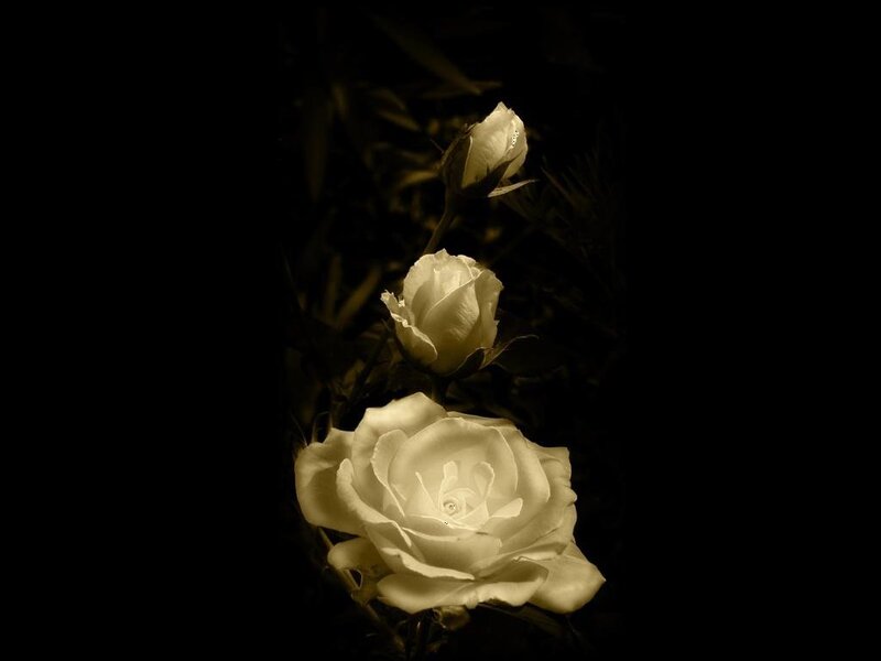 White roses in sepia