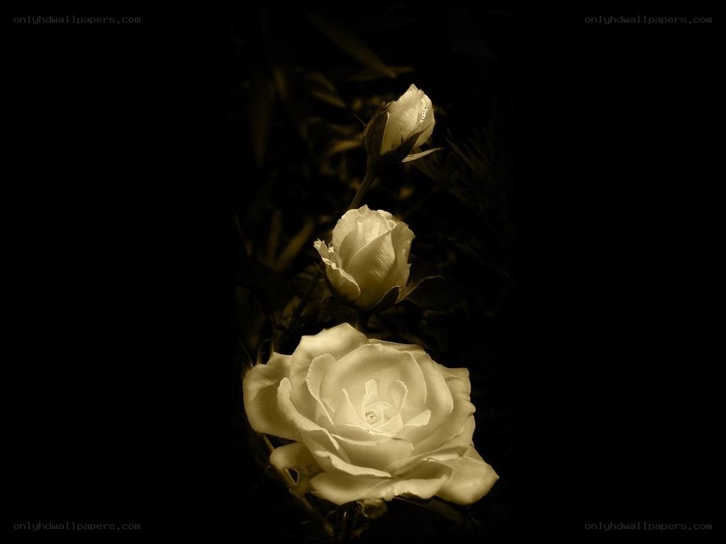 White roses in sepia