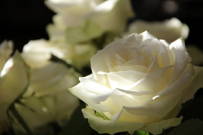 White roses in soft light