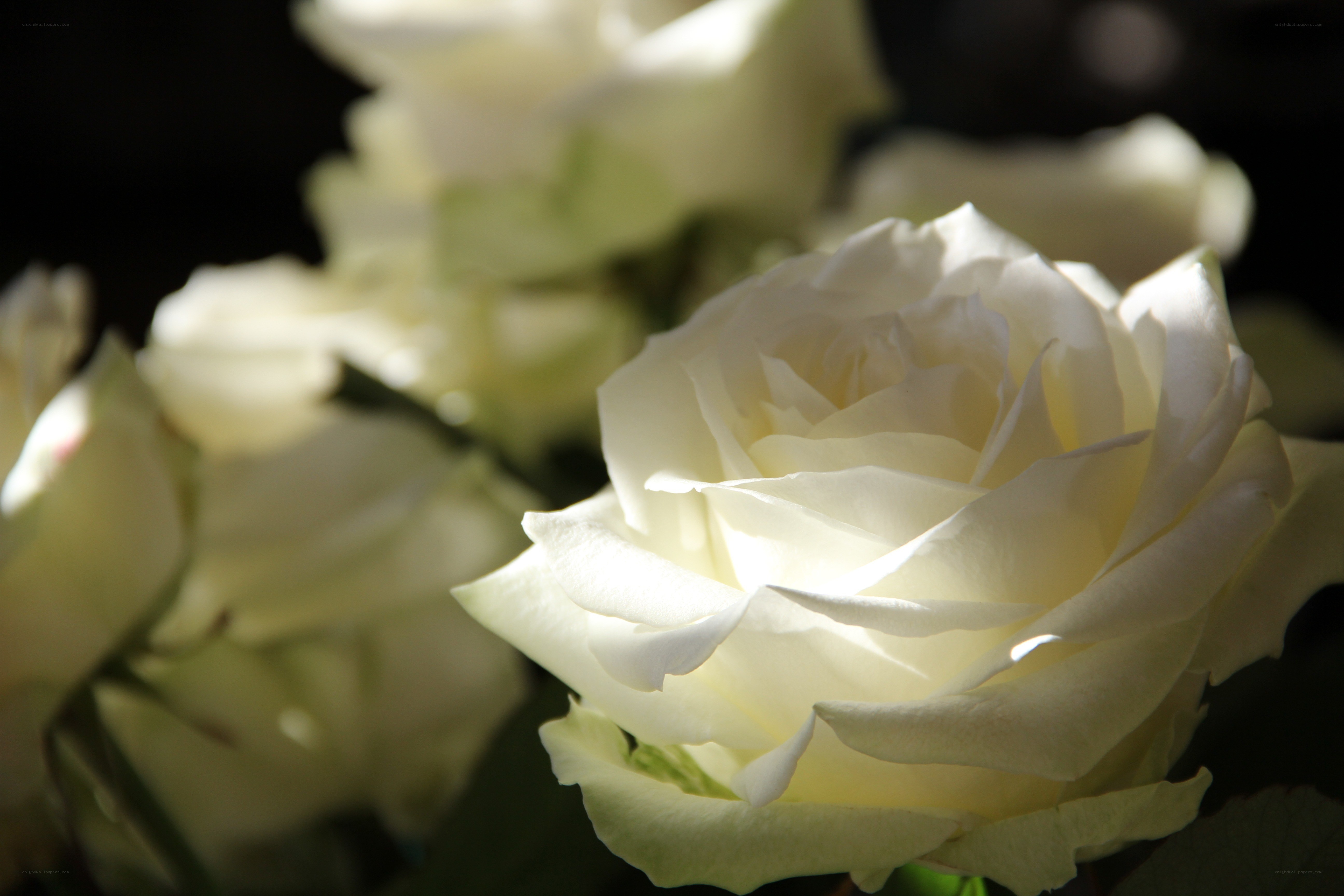 White roses in soft light