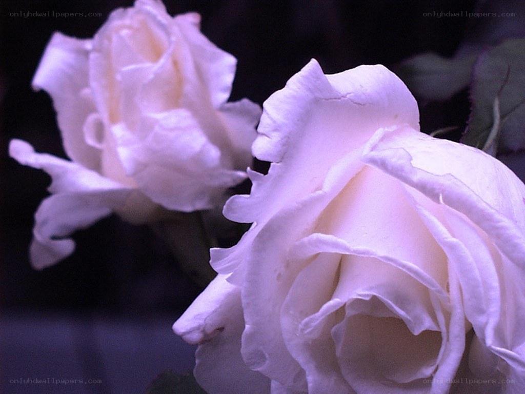 White roses in soft light