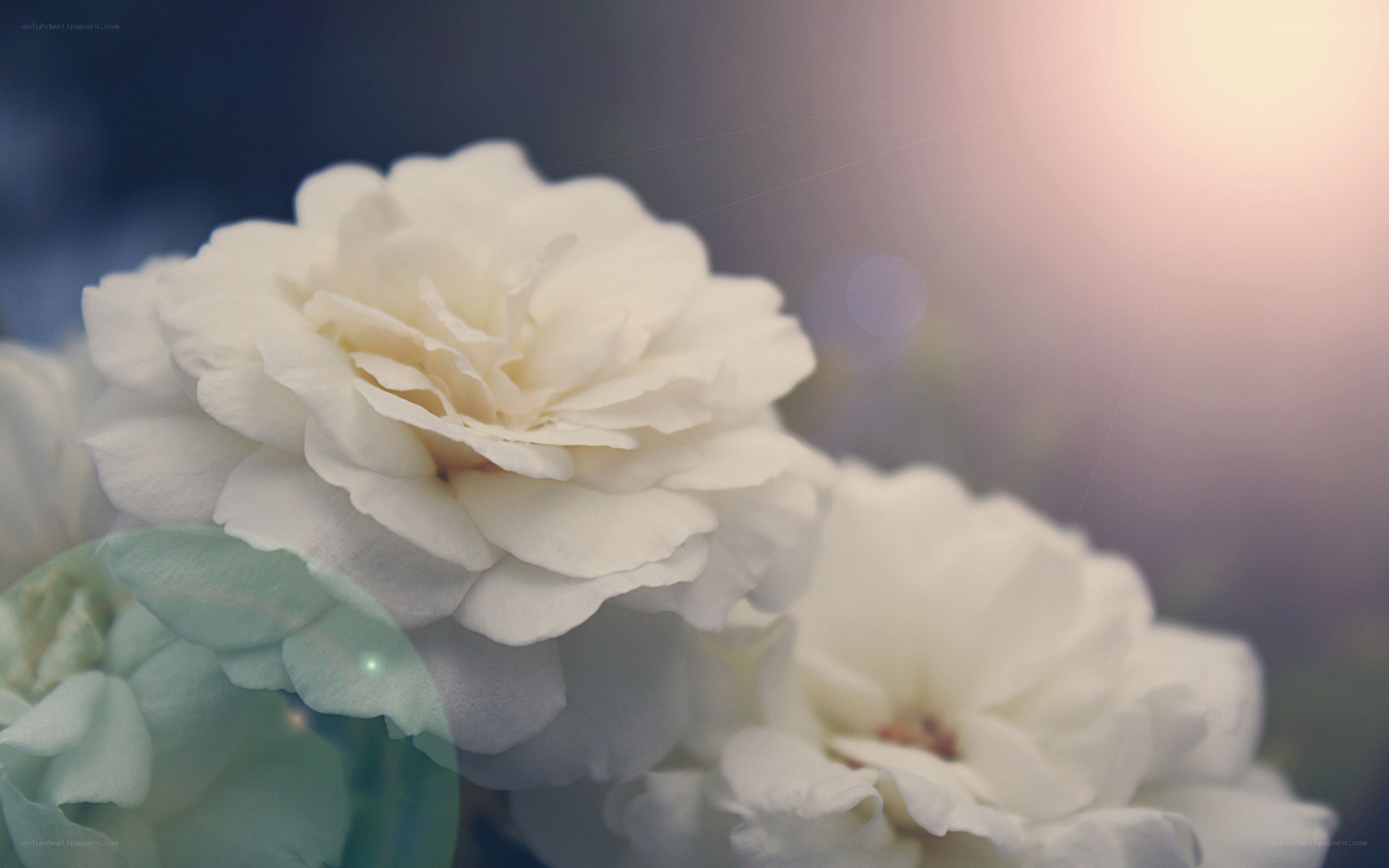 white roses in soft light