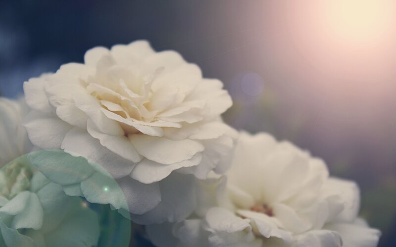 White roses in soft light