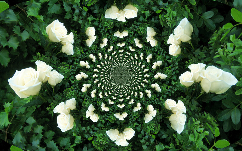 White Roses in Spiral