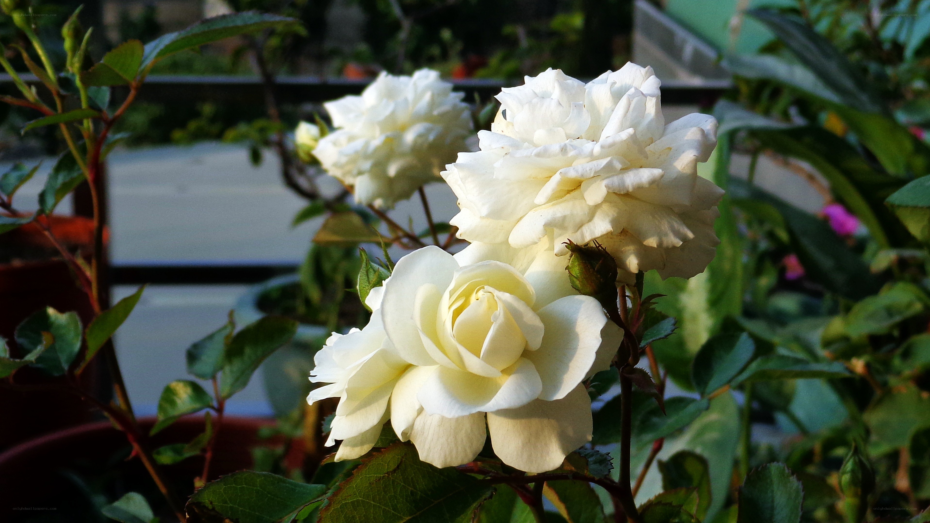 White roses in sunlight