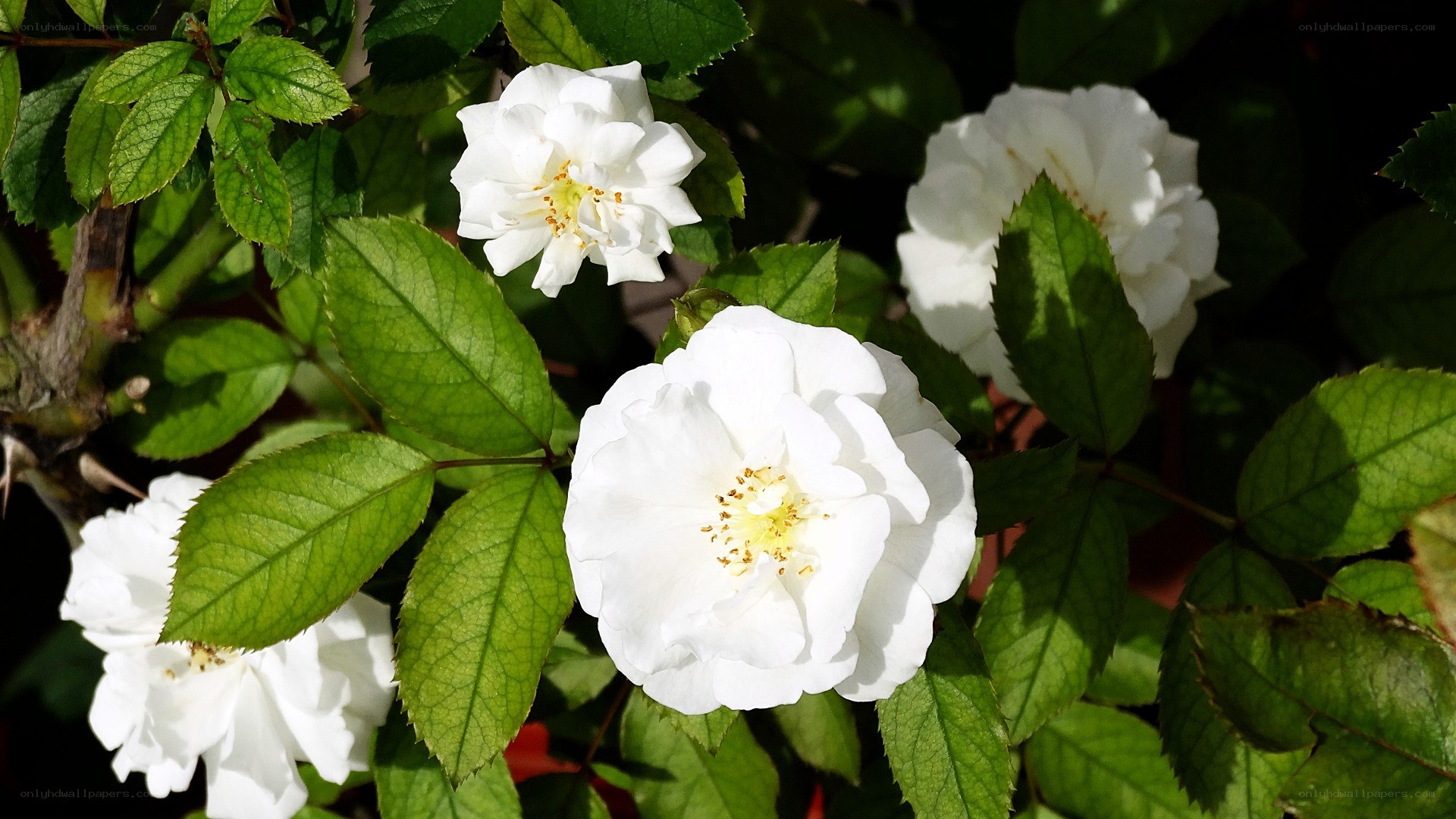 White roses in sunlight