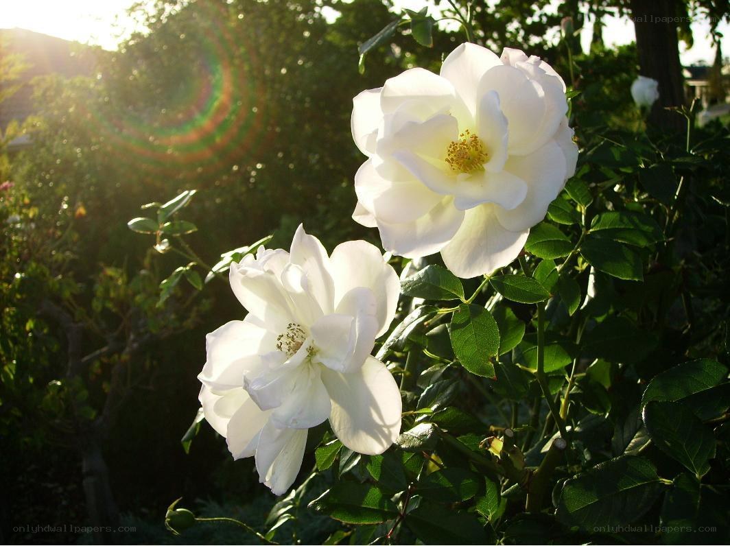 white roses in sunlight