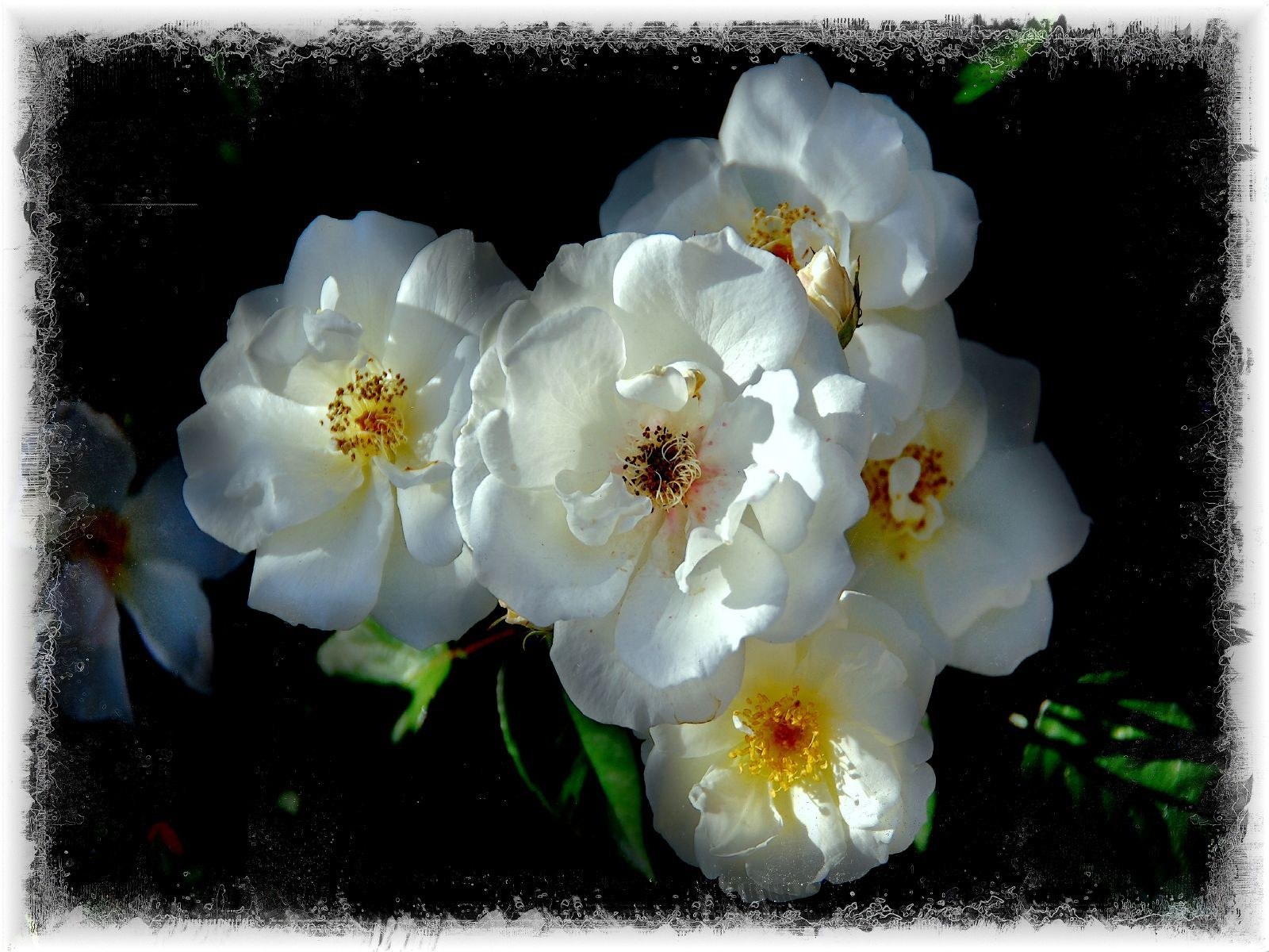 White roses in sunlight