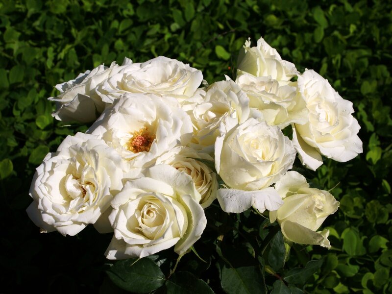 White roses in sunlight