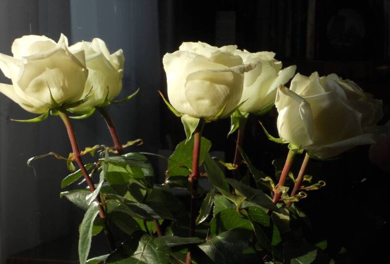 White Roses in Sunlight — Dramatic