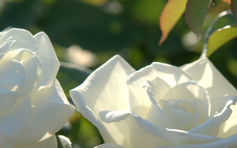 White Roses in Sunlight — Serene, Afternoon