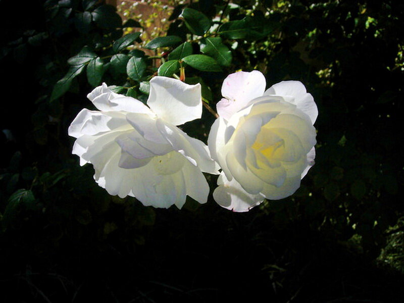 White Roses in Sunlight — Serene