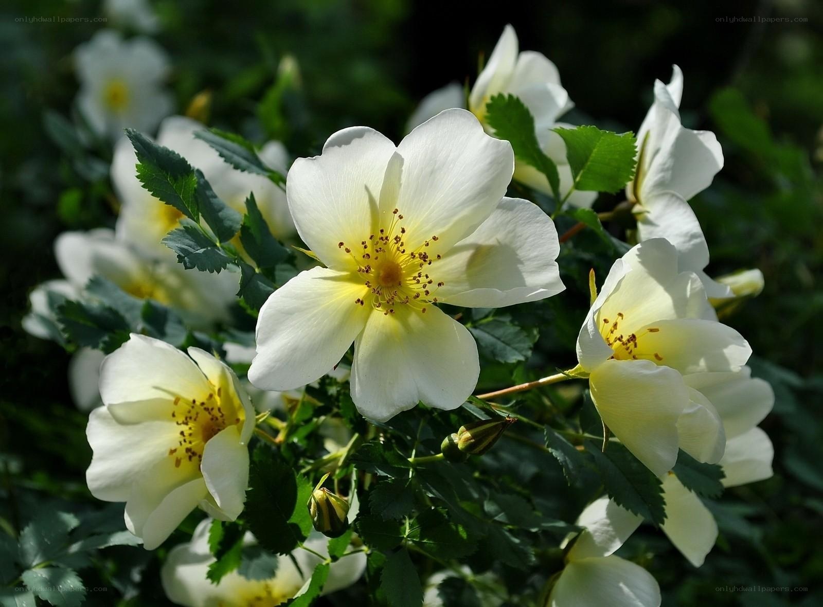 White roses in sunlight