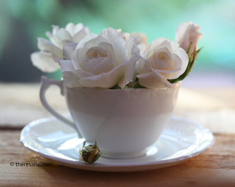 White Roses in Teacup — Serene