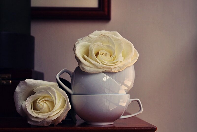 White Roses in Teacups — Serene